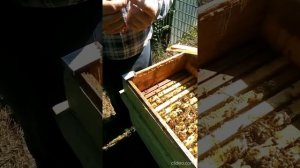 Ставим в улей пластины от клеща