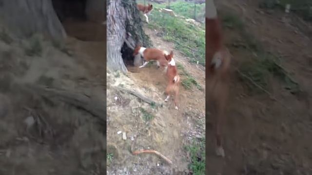 Basenji / Басенджи смотреть онлайн