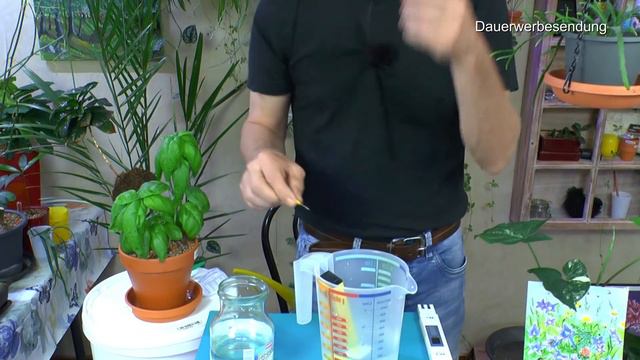 Zimmerpflanzen Peperomia Raindrop und Alocasia Frydek umtopfen PH Messgerät kalibrieren mit Problem смотреть онлайн