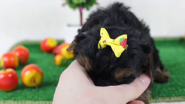 Подарок ребенку / щенок йорка / Питомник / питомник йоркширских терьеров смотреть онлайн