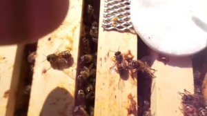 Пчёлы ( Как я обрабатываю пчёл ПИХТОВЫМ маслом.)