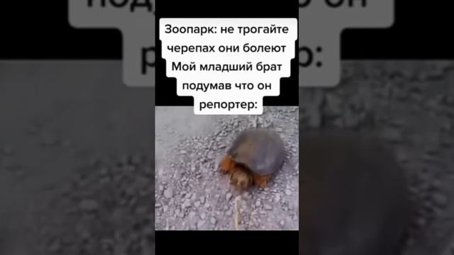 брат репортёр #мем #мемы #прикол #приколы #черепаха #репортер #пон смотреть онлайн