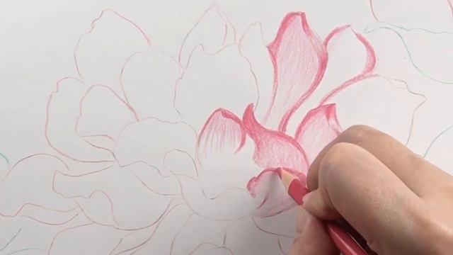 How to draw flower Peony|color pencil drawing art practice| step by step , detail 手绘插画｜怎样画牡丹 смотреть онлайн