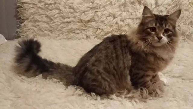 Veresk Line Quebec смотреть онлайн