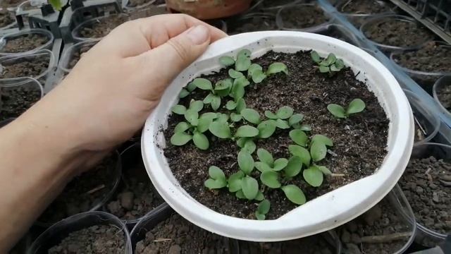 Гербера из своих семян? Это просто!