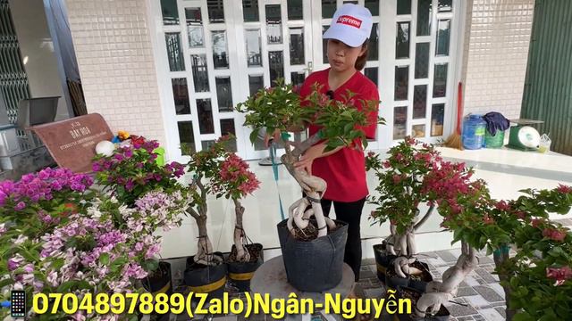 Hoa giấy red Brizza,Pedro,kayata,tím bướm giá mềm..22/04📲 0704897889.Ngân смотреть онлайн