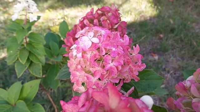 Quick fire fab hydrangea fall color/dark pink to bright red color @ProvenWinnersYouTube @tanbinhash смотреть онлайн