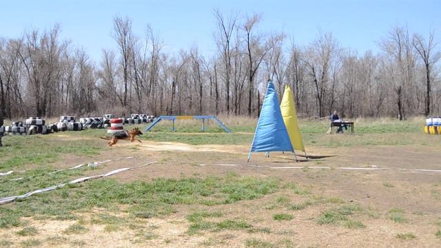 Соревнования " Собака - телохранитель 2015" Упражнение № 3 смотреть онлайн