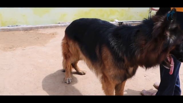 MR.VINESH RAWAT||BULLY KUTTA||ALL BREED 70+ DOG||BK KENNEL GURUGRAM||INTERVIEW WITH RAWAT SIR. смотреть онлайн
