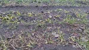 Почему желтеет озимый ячмень