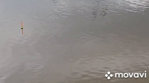 Ловля ротана на поплавок