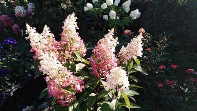 Мои гортензии в конце августа. смотреть онлайн