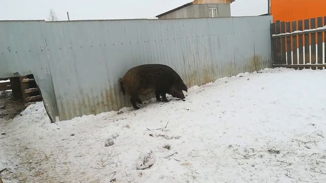 Удовольствие от общения с животными. Что это такое и с чем едят? смотреть онлайн