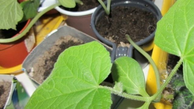 Как вырастить крепкую огуречную рассаду смотреть онлайн