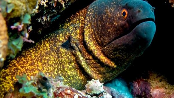 Мурена - интересные факты