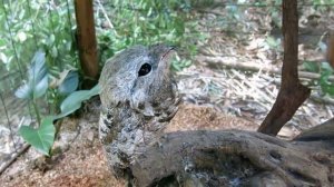 Исполинский лесной козодой / Nyctibius grandis (озвучка Enot&Sova)