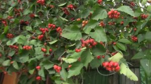 Боярышник мягковатый в Подмосковье