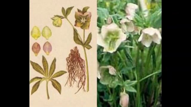 Морозник кавказский купить смотреть онлайн