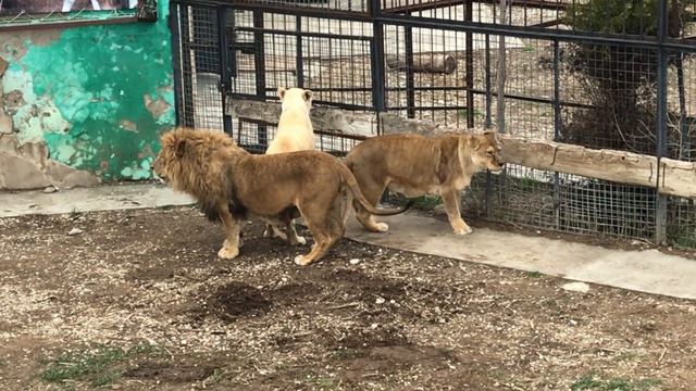 У Гека затяжной роман с Джуной! Тайган Huck has a long affair with Juna! Taigan смотреть онлайн