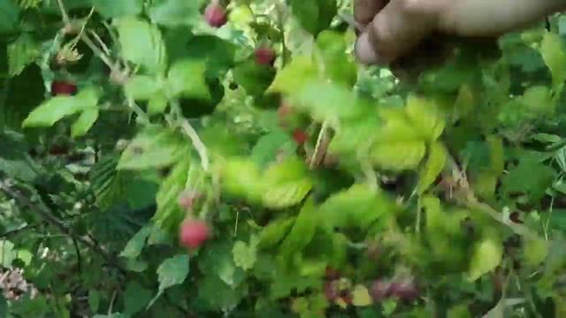 Грибы подосиновики в малине.