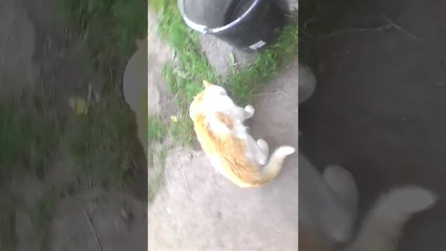 Нашли котика на даче смотреть онлайн