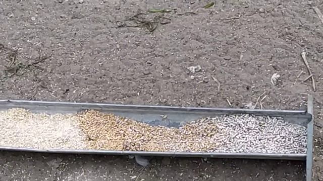 Пеганка. Жизнь в домашних условиях смотреть онлайн