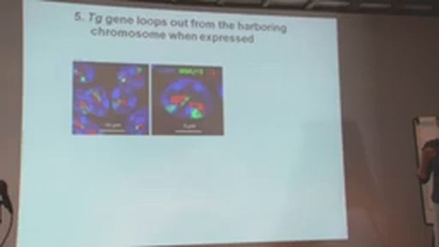 Talk Irina Solovei, Ludwig Maximilians Universität смотреть онлайн