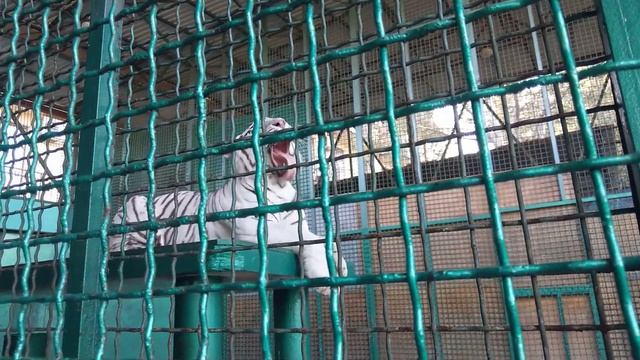 Тигр ревет в зоопарке сан. Октябрьский смотреть онлайн
