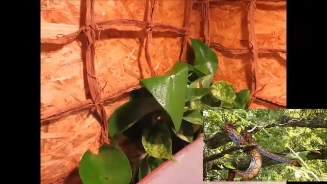 Guía de cuidados Boa arcoiris y Boa Tornasol, genero Epicrates смотреть онлайн