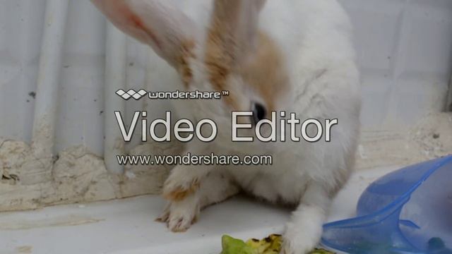 Aranoppa: a little rabbit story смотреть онлайн