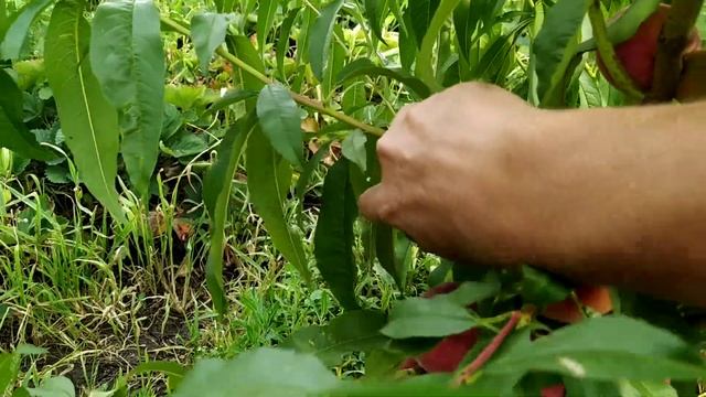 Персик "Ред Робин". смотреть онлайн