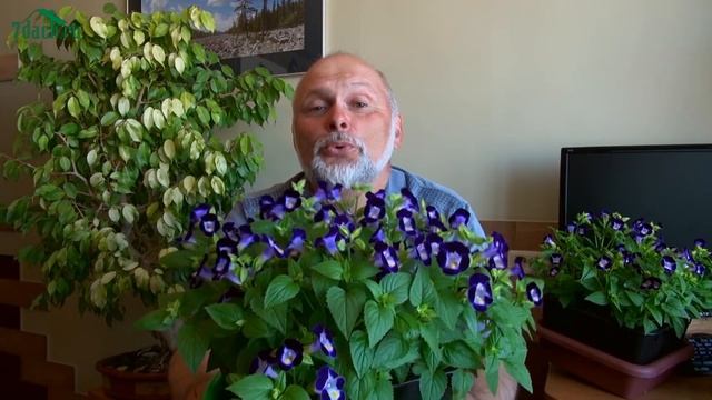 ТОРЕНИЯ: яркий однолетник для вашего сада - 7 дач смотреть онлайн