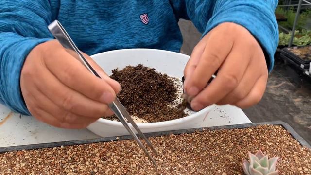 【多肉植物】【ガーデニング】【農家】【農業】【農園】【園芸】間違って昨日と一緒の動画でした🙏　　　多肉大好き！なりちゃんパパ　多肉奮闘記その883 смотреть онлайн