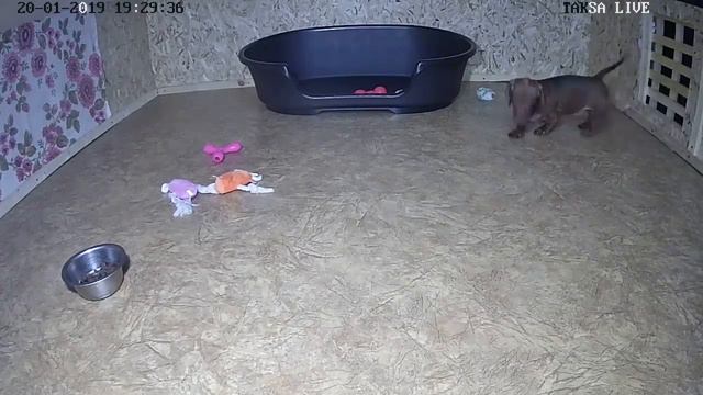 Питомник Я Такса смотреть онлайн