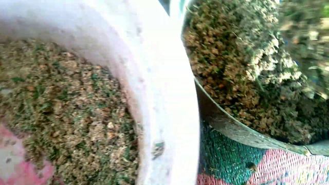 PAKAN ALTERNATIF BEBEK ENTOK DARI ALAM MUDAH DI DAPAT BIKIN UNTUNG смотреть онлайн