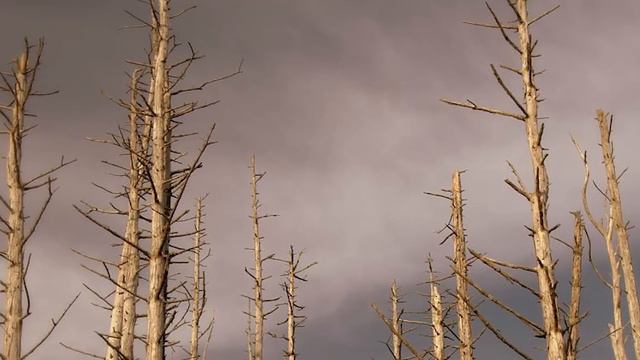 13 Shocking Effects of Pollution смотреть онлайн