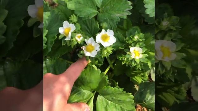 Цветёт сорт Сальса смотреть онлайн