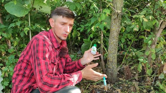 Как избавится от любого дерева и его поросли смотреть онлайн