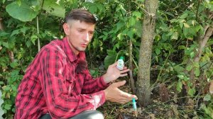 Как избавится от любого дерева и его поросли