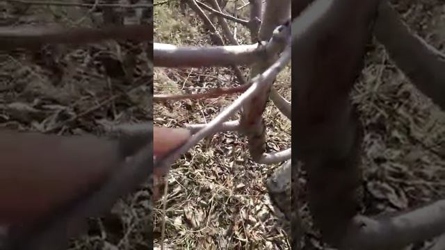 черешня кордия, срез старой ветки на молодую, при испанском кусте. смотреть онлайн