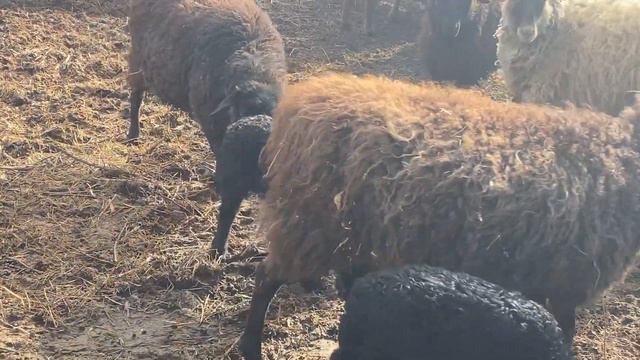 Сельская жизнь/Овечки да барашечки/Детсад "Кудряшка" опять открылся/ смотреть онлайн