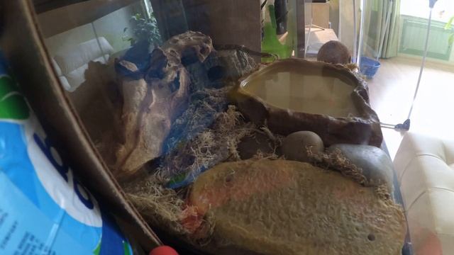 8 часов жизни малыша амурского полоза за 2 минуты смотреть онлайн