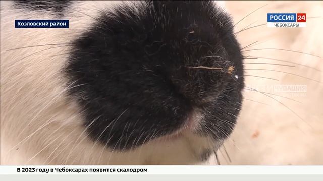 Житель Козловского района разводит кроликов разных пород смотреть онлайн