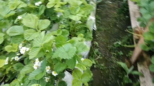 Клубника. Цветение 2021г. Сорт Альбион. смотреть онлайн