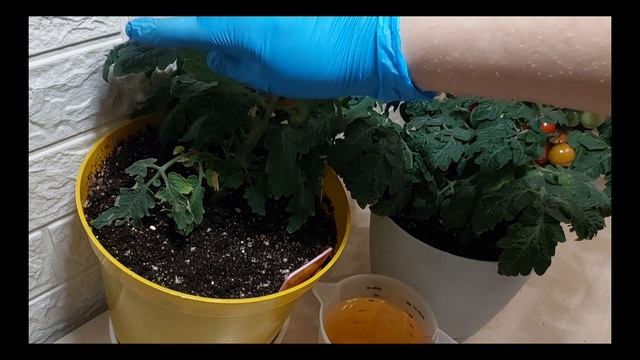 СРОЧНО ОБРЕЗАЕМ ЛИСТЬЯ, ВТОРАЯ ПОДКОРМКА ТОМАТОВ..Коротко о Главном.. смотреть онлайн