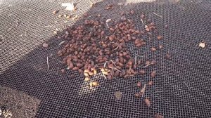 Выращивание тигрового ореха, Чуфа.  Результат.