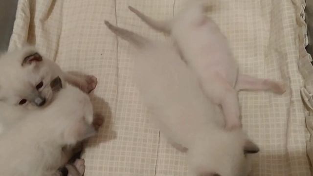 ДЕТСТВО — ЭТО САМОЕ ВАЖНОЕ И САМОЕ ПОТРЯСАЮЩЕЕ ВРЕМЯ. 😻 смотреть онлайн