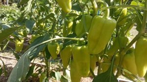 Как устроить огород? Грядки север-юг или запад-восток?