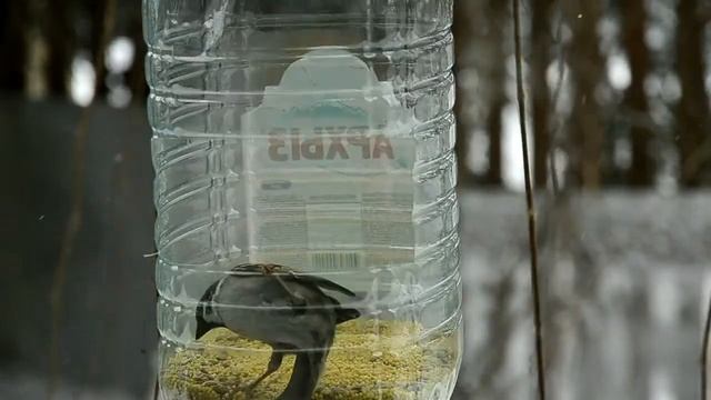 Птицы кормушка.mpg