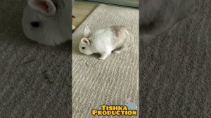 Ай, заинька, ай, серенький